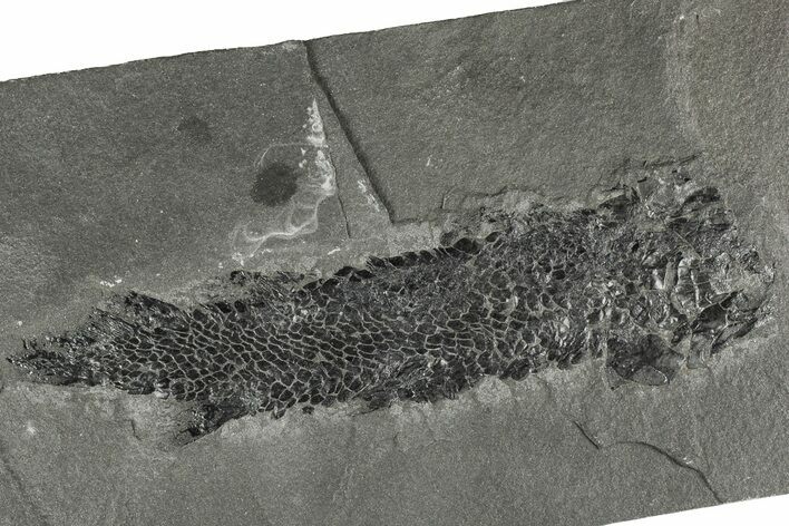 Devonian Lobe-Finned Fish (Osteolepis) - Scotland #206431